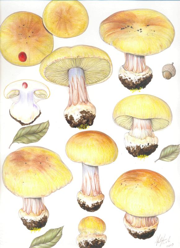 Cortinarius fotog. il 30.11.2010.